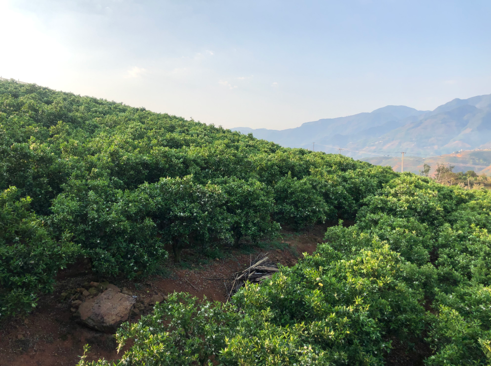 褚橙新平戛洒基地.图片来源:受访者提供
