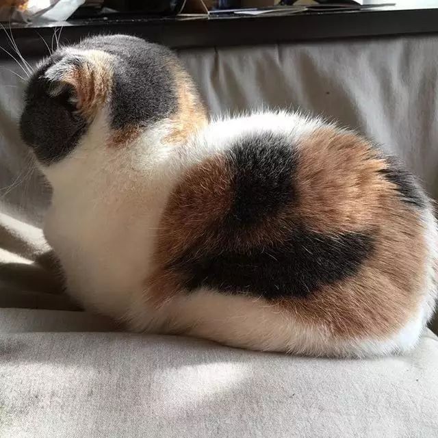 日本有一只猫咪真的胖成了一个球