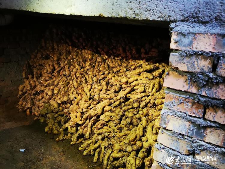 惊蛰春耕忙丨探访鲁西南最大黄姜种植基地:上好的黄姜得这么种!