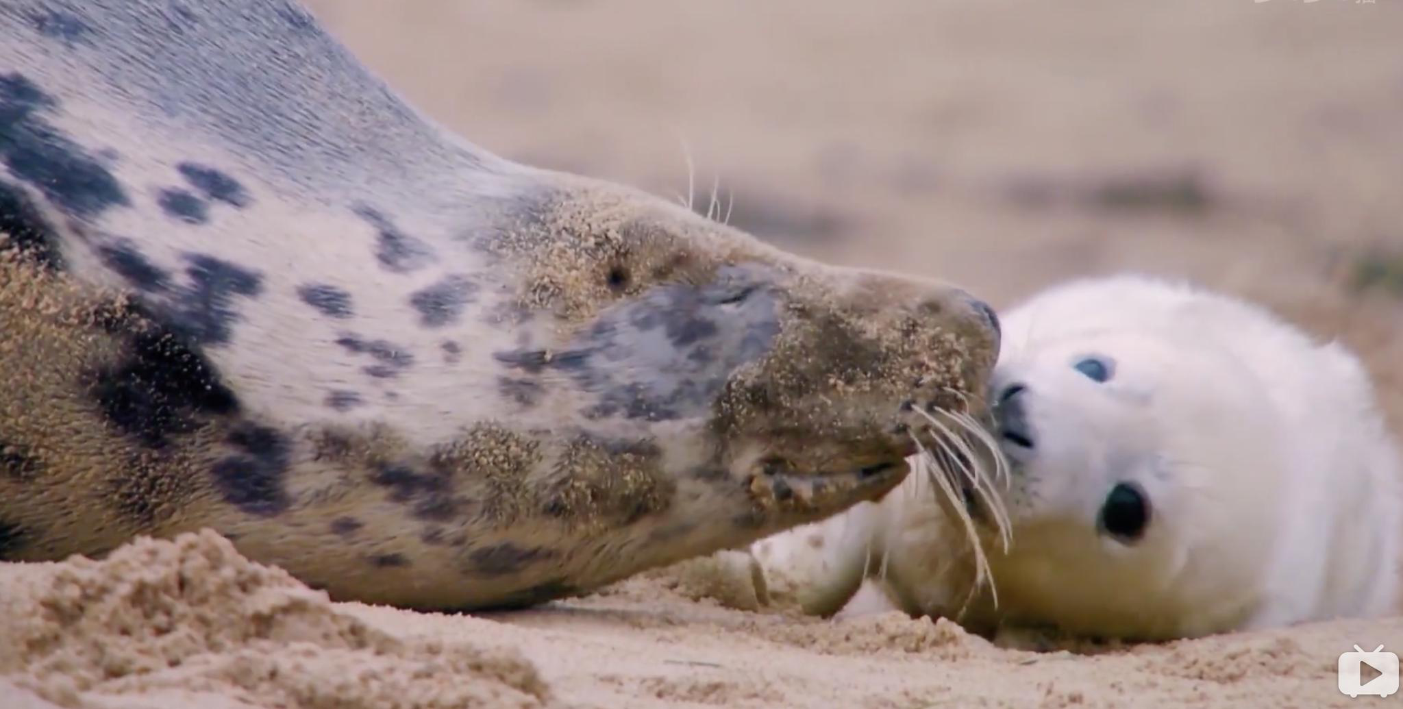 片单|夜晚,丛林和城市,这些高分纪录片里的主角都是它们