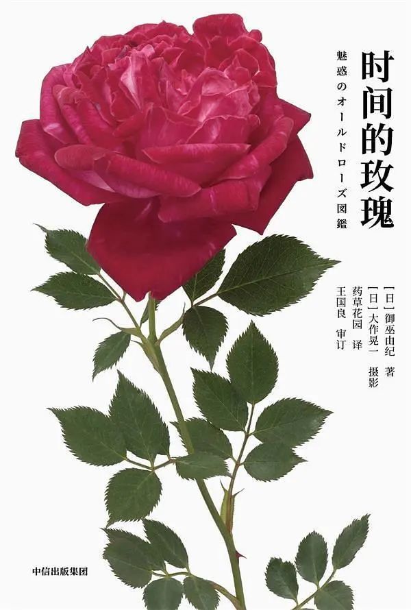 有声书签丨时光发言人- 叶小白:古法玫瑰,传送时光