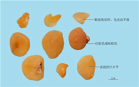 干燥块茎呈不规则块状,多角或三棱形,高0.6~1.6cm,直径0.