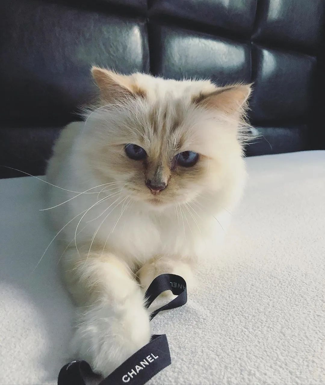 在choupette的近照中会发现,它还是最喜欢睡在软绵绵的东西上,因为