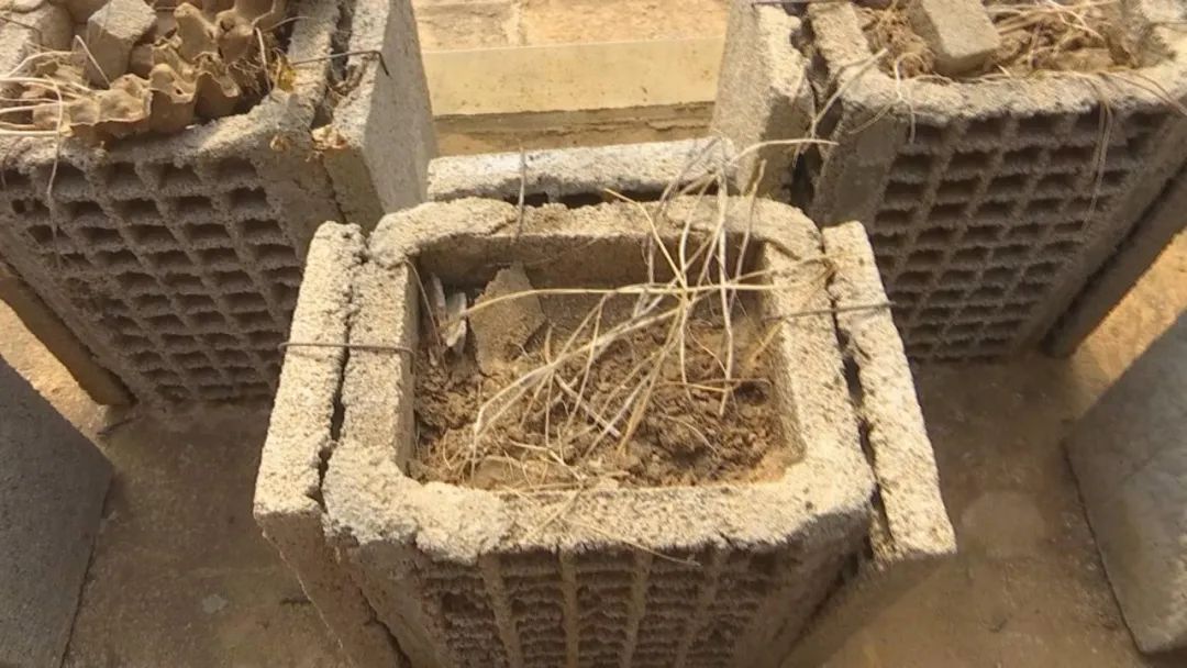 ":八块板子,一个板子50个小隔间,加起来就是440个,一个隔间4到5只蝎子