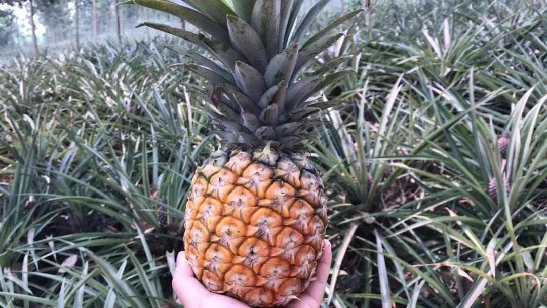 云南高原小菠萝自带香水味清甜不涩口像吃西瓜一样抱着啃