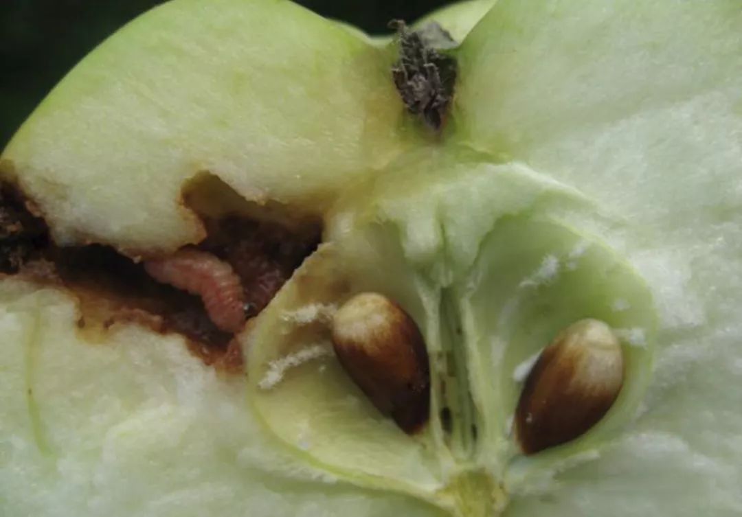 梢果杀手——梨小食心虫