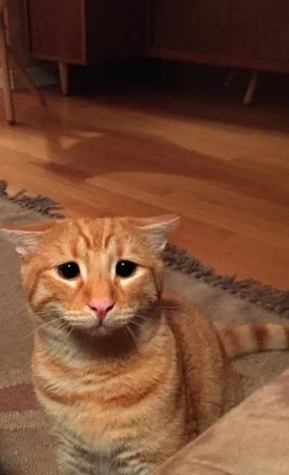 好可怜的小家伙2020年过得仿佛一个伤心猫猫头