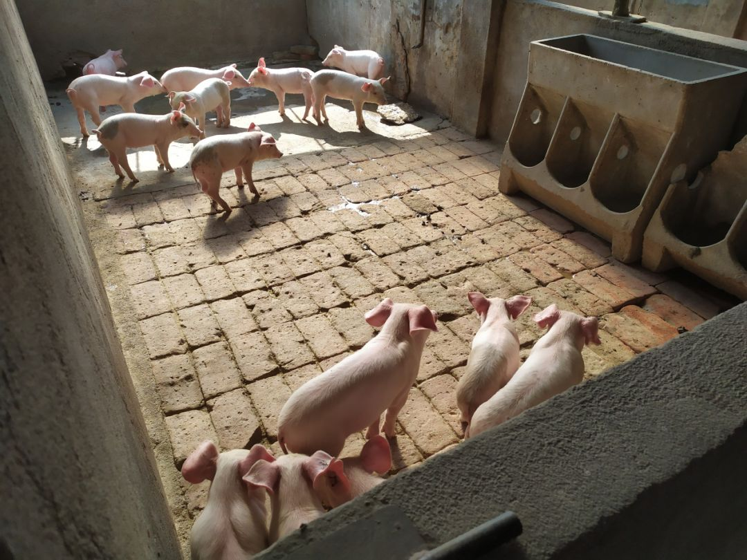 扶贫干部帮村民改良的猪圈  图片来自中国气象局