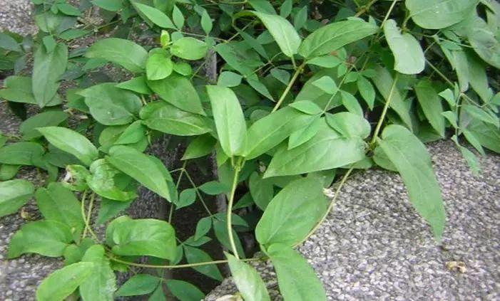 你知道梅州人常吃的臭屁藤到底是什么吗