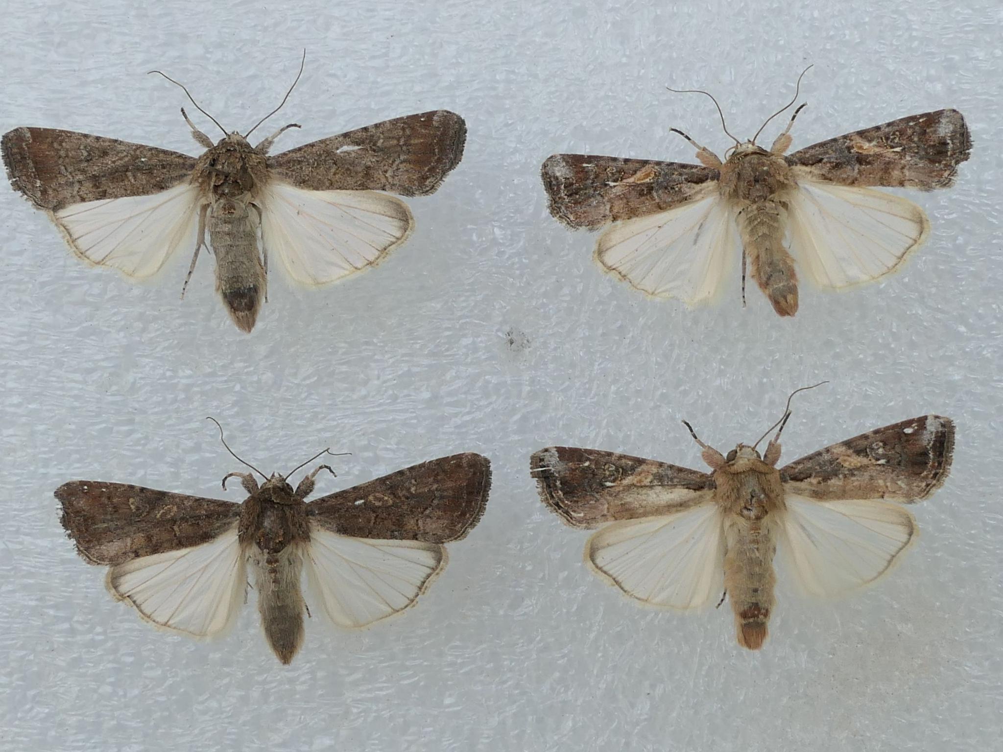 草地贪夜蛾预计重发北京市植保站加强区域联防联控