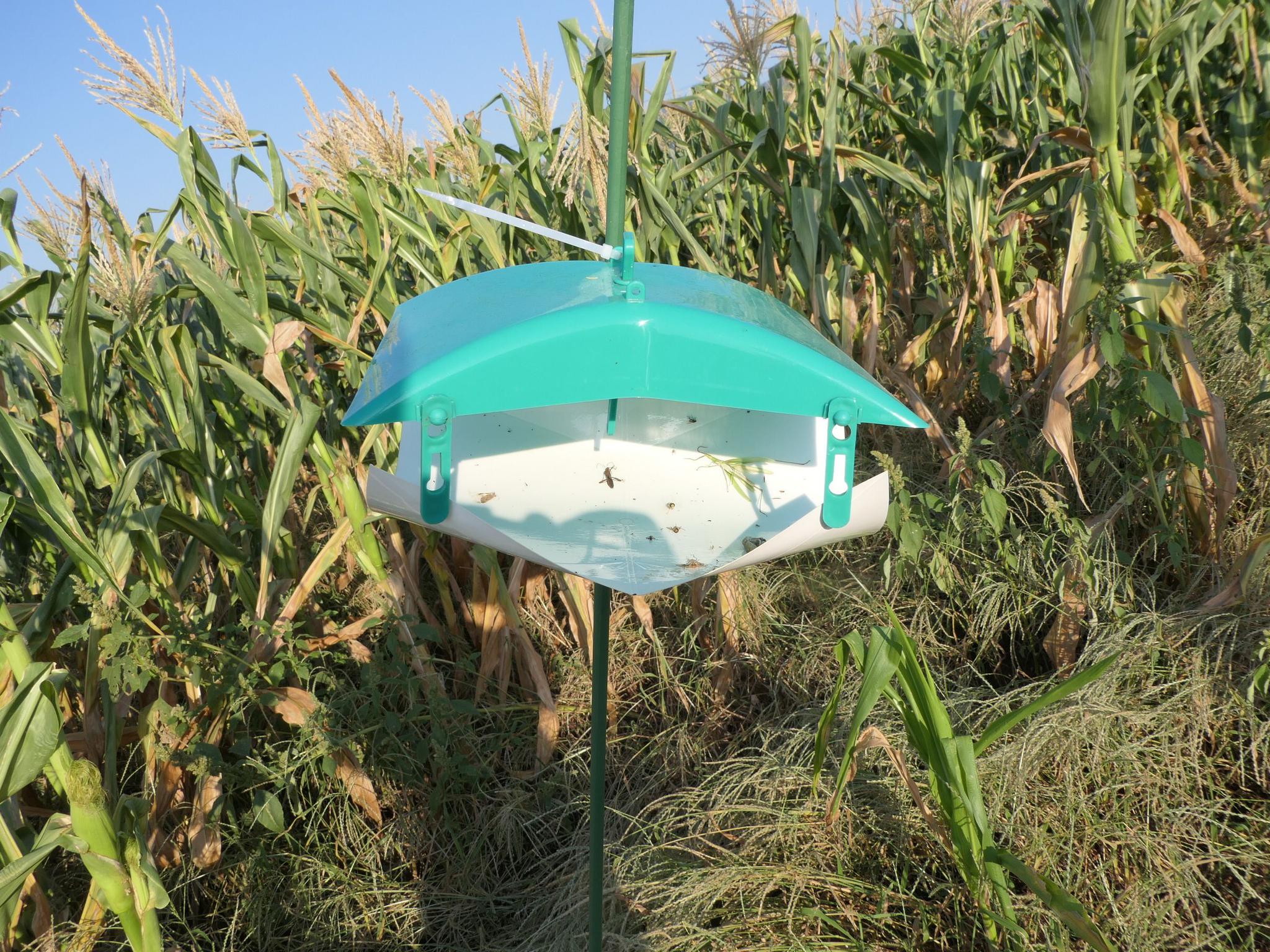 草地贪夜蛾预计重发北京市植保站加强区域联防联控