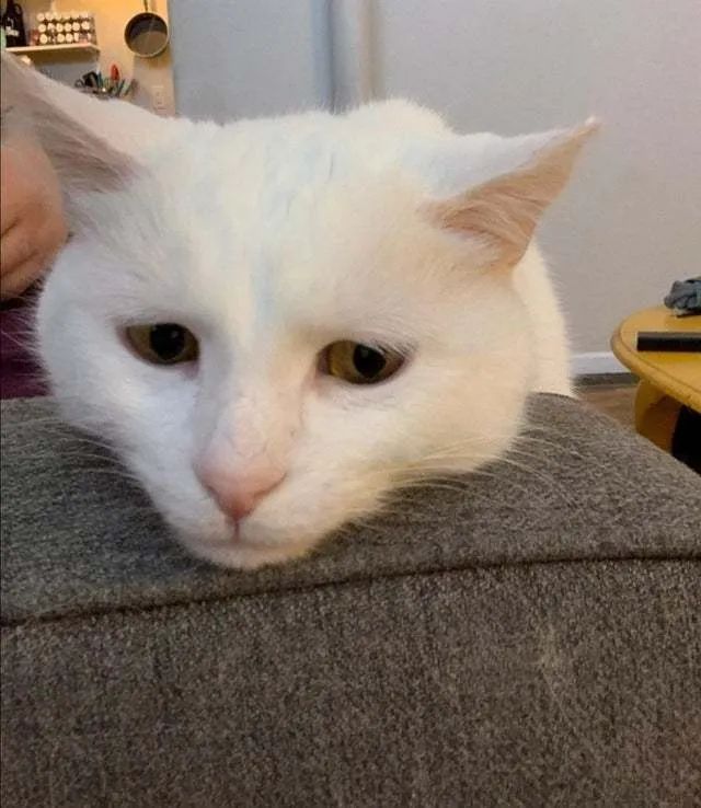 好可怜的小家伙2020年过得仿佛一个伤心猫猫头