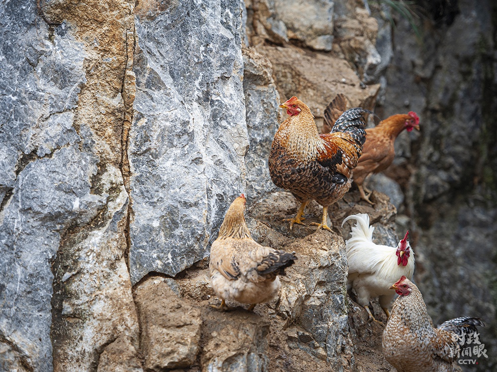 △“七百弄鸡”是广西大化县重点发展的生态养殖业。