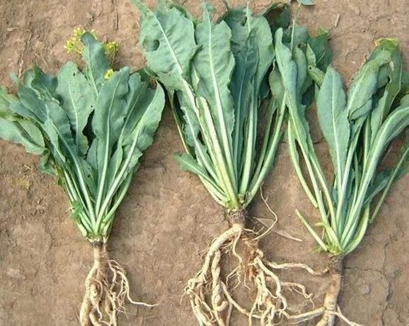 菘蓝叶药名大青叶根药名板蓝根可用于流感肺炎