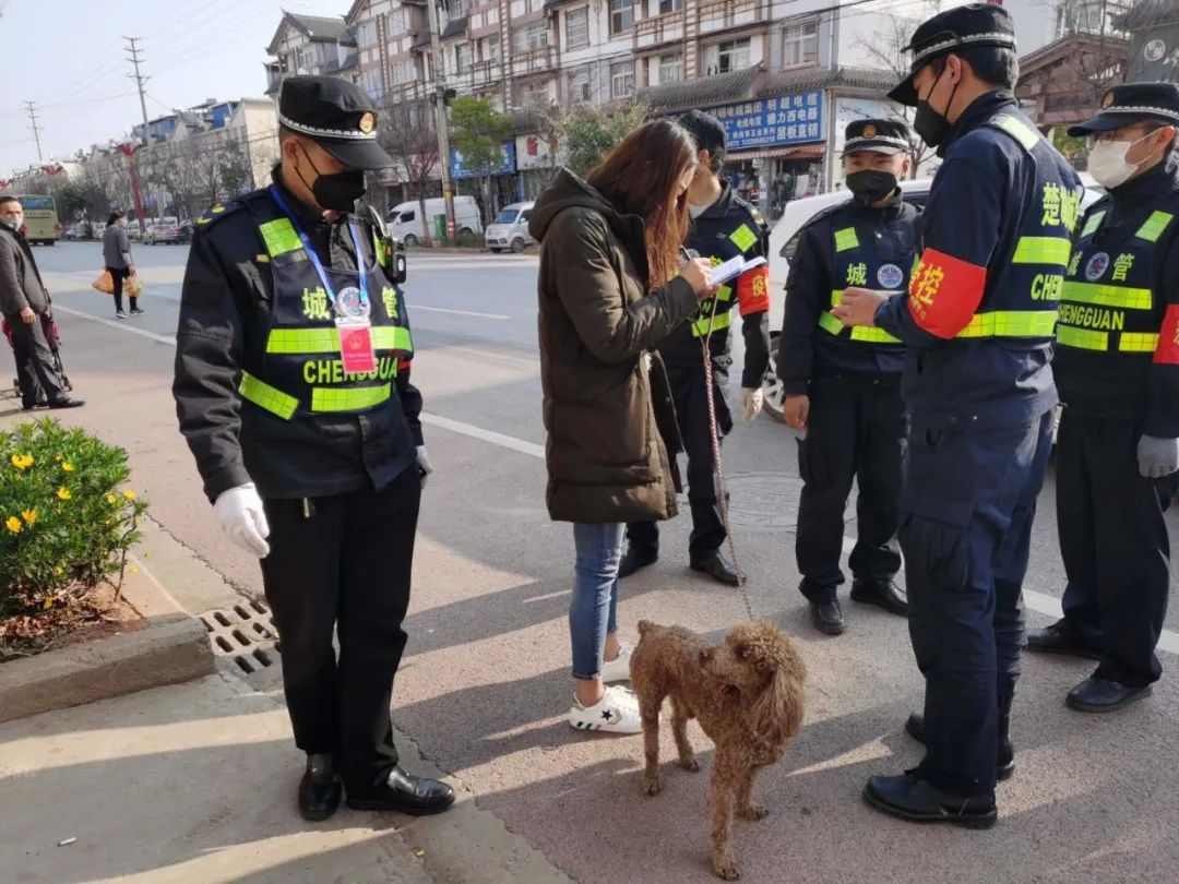 楚雄市最严犬只管理出炉