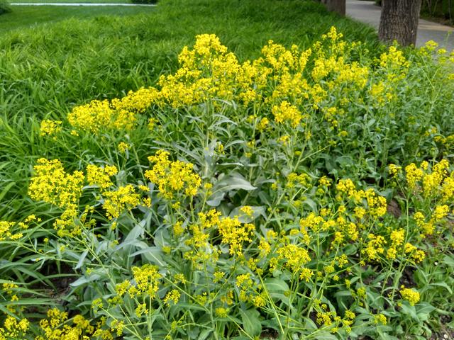 菘蓝叶药名大青叶根药名板蓝根可用于流感肺炎