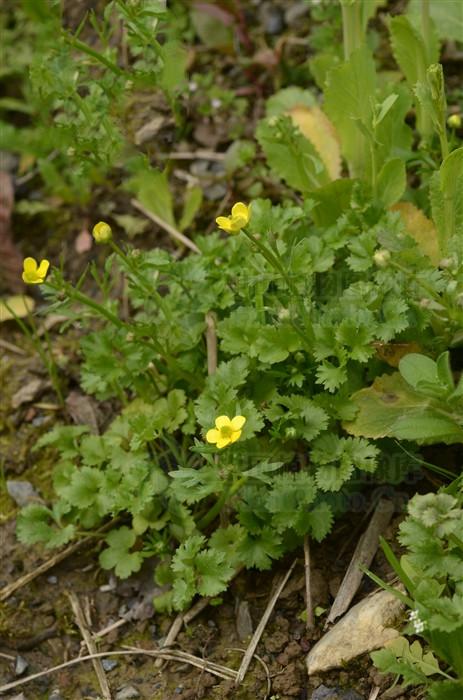 猫爪草见过吗能解毒化痰散结