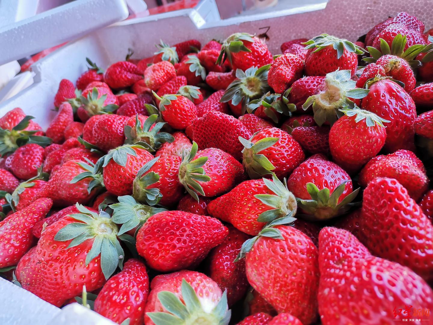 准研究生变身"草莓女孩" 帮村民网售草莓,10天卖出1万斤