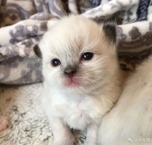 太可爱惹想要小猫咪!小奶猫世界第一!