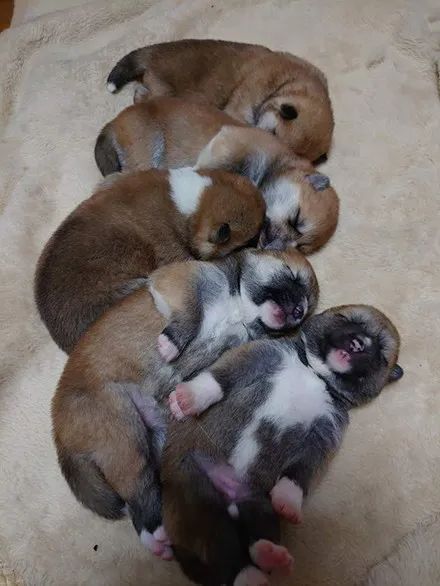 大狗|狗子|小狗们_新浪新闻