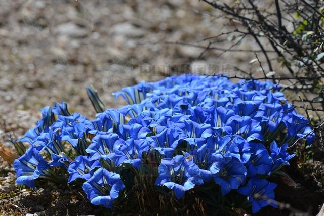 主肺热咳嗽,头痛目赤,咽喉肿痛