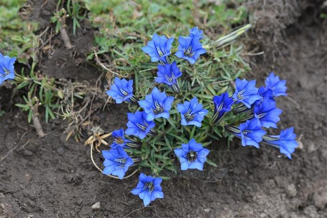 蓝玉簪龙胆,见过吗?主肺热咳嗽,头痛目赤,咽喉肿痛