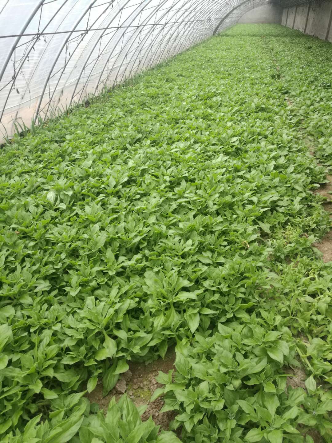 一起卖 通州4万斤穿心莲待销 京东线上线下双渠道售卖 手机新浪网