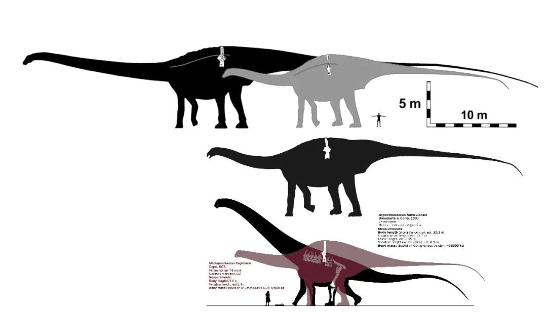 图注:(从上至下)极巨龙梁龙版复原和按照  雷巴齐斯龙类的复原;保罗
