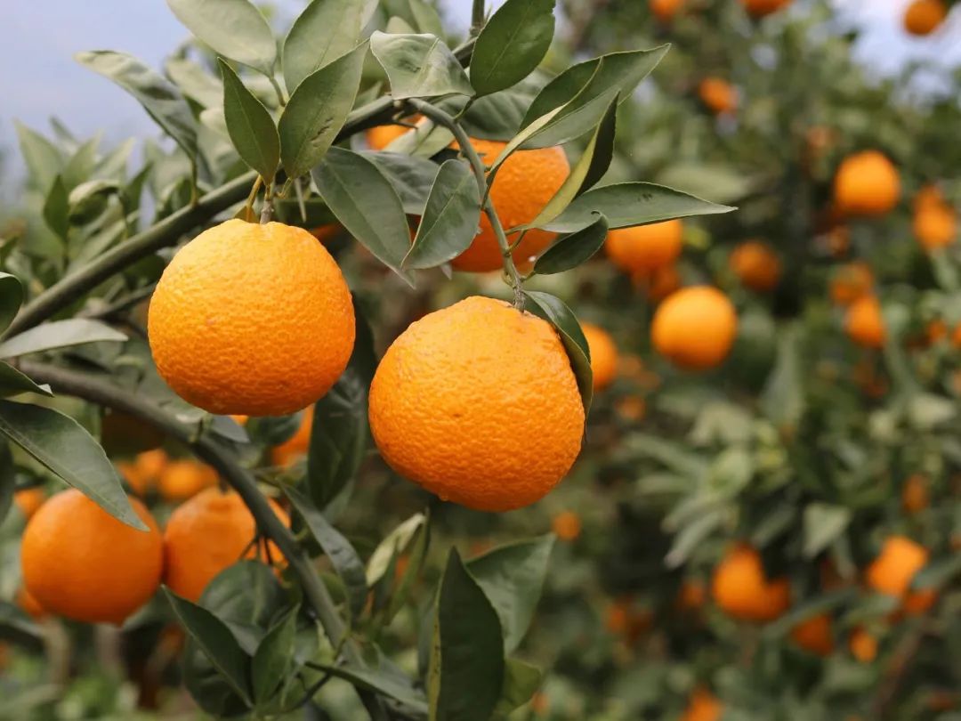 藏在四川大山里的黄果柑一口汁水飞溅酸甜沁心