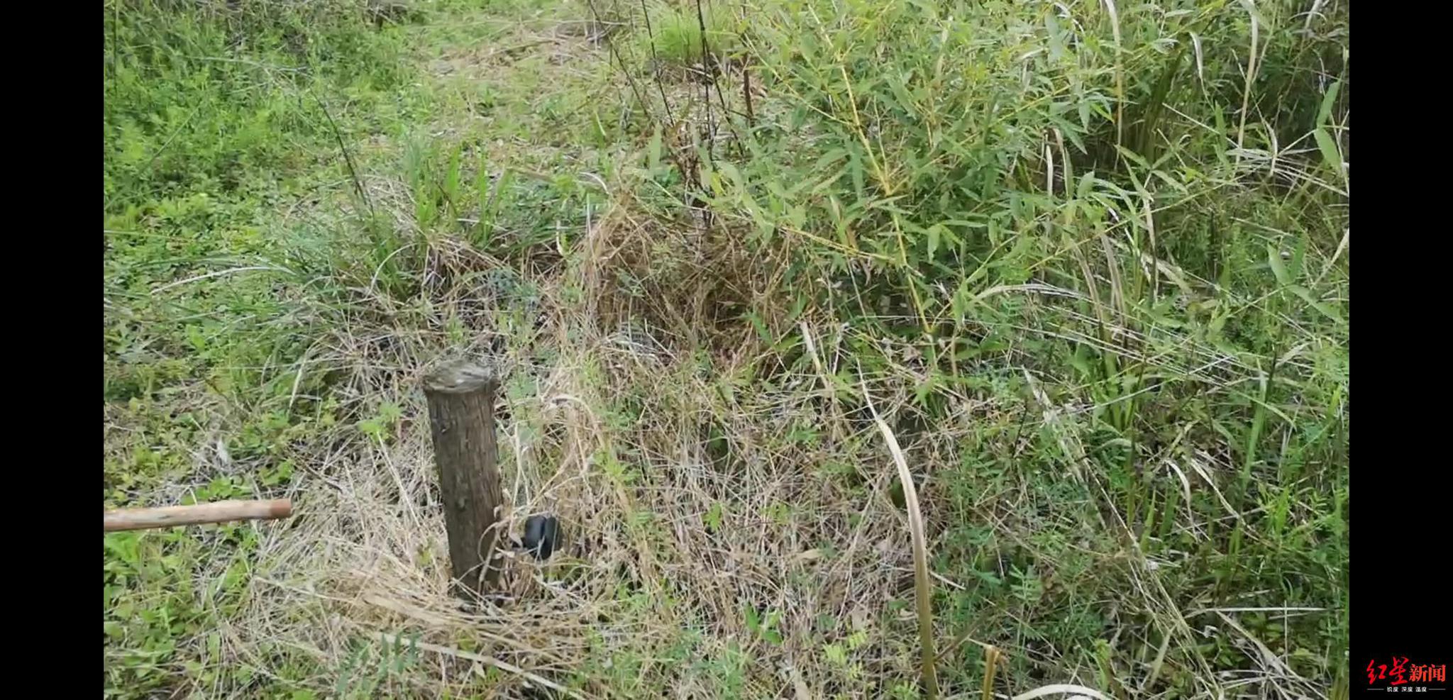 电野猪留下的树桩 张杨摄