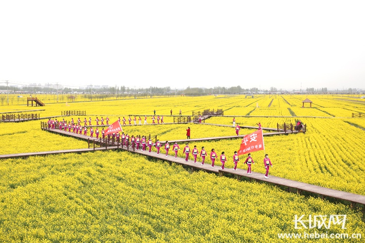 金黄花海添春意中国安平第四届网络油菜花文化旅游节开幕