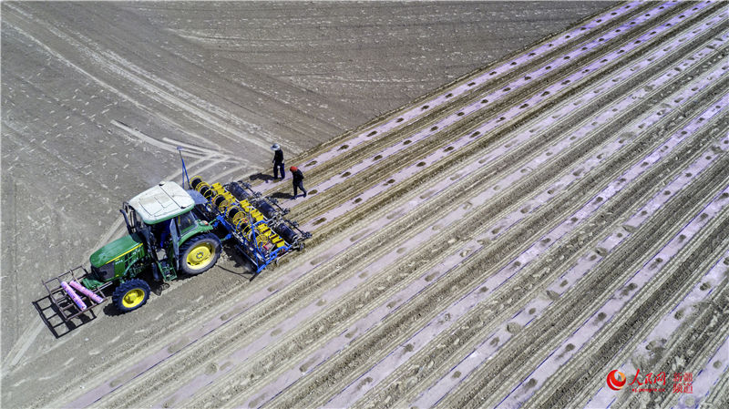新疆棉花主产区首次推广实施"麦棉同播"|农产品_新浪财经_新浪网