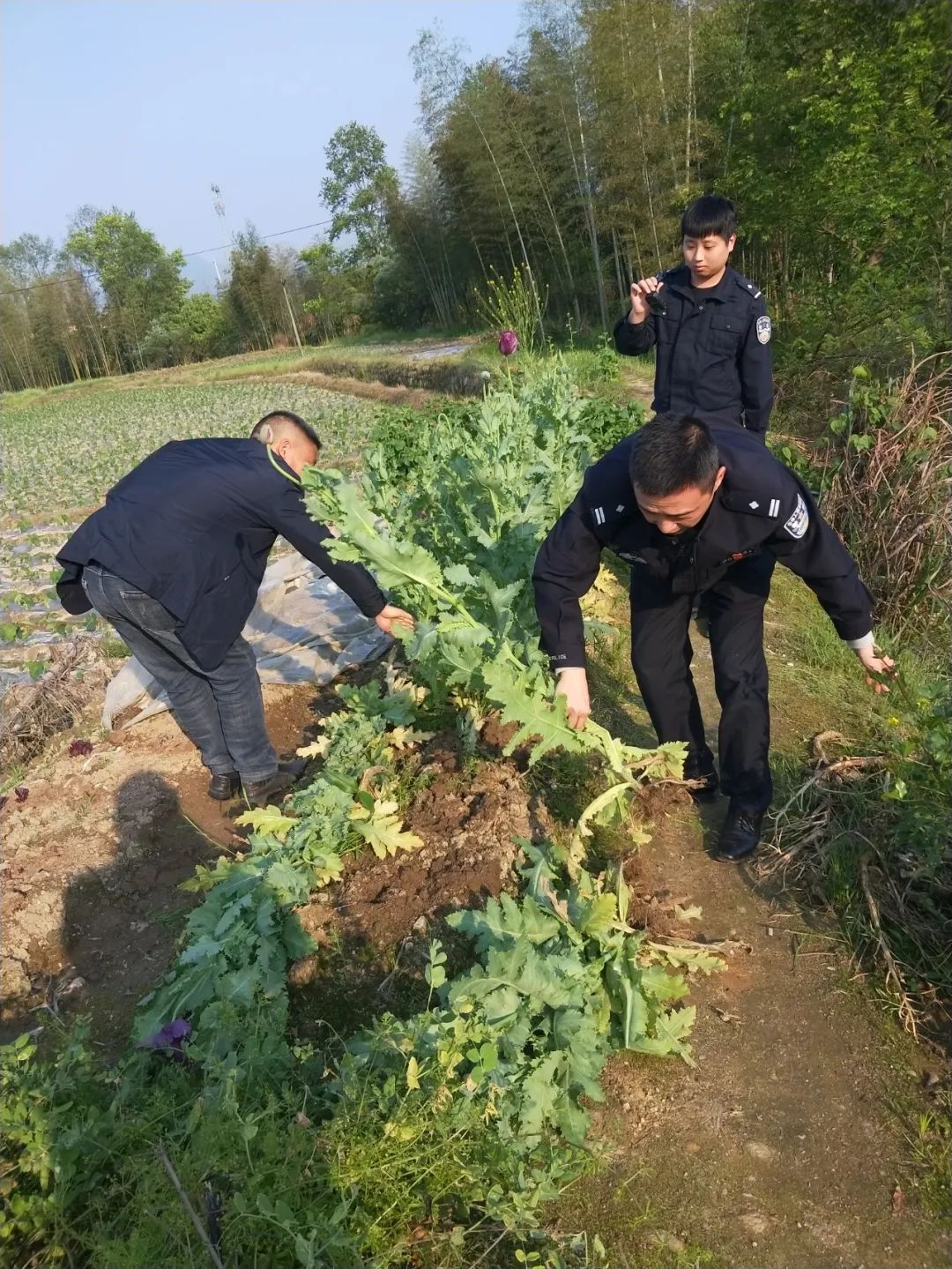铅山公安铲除24株非法种植的罂粟