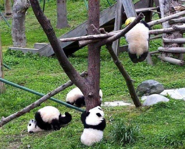 「央视」中国大熊猫中心回应幼仔球绳绕颈窒息死亡：从未见过很意外 逐一排查隐患
