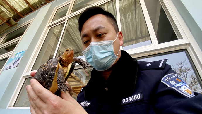 涉及龟类,鹦鹉类等多个物种野生动物的交易信息,其中不乏有印度星龟