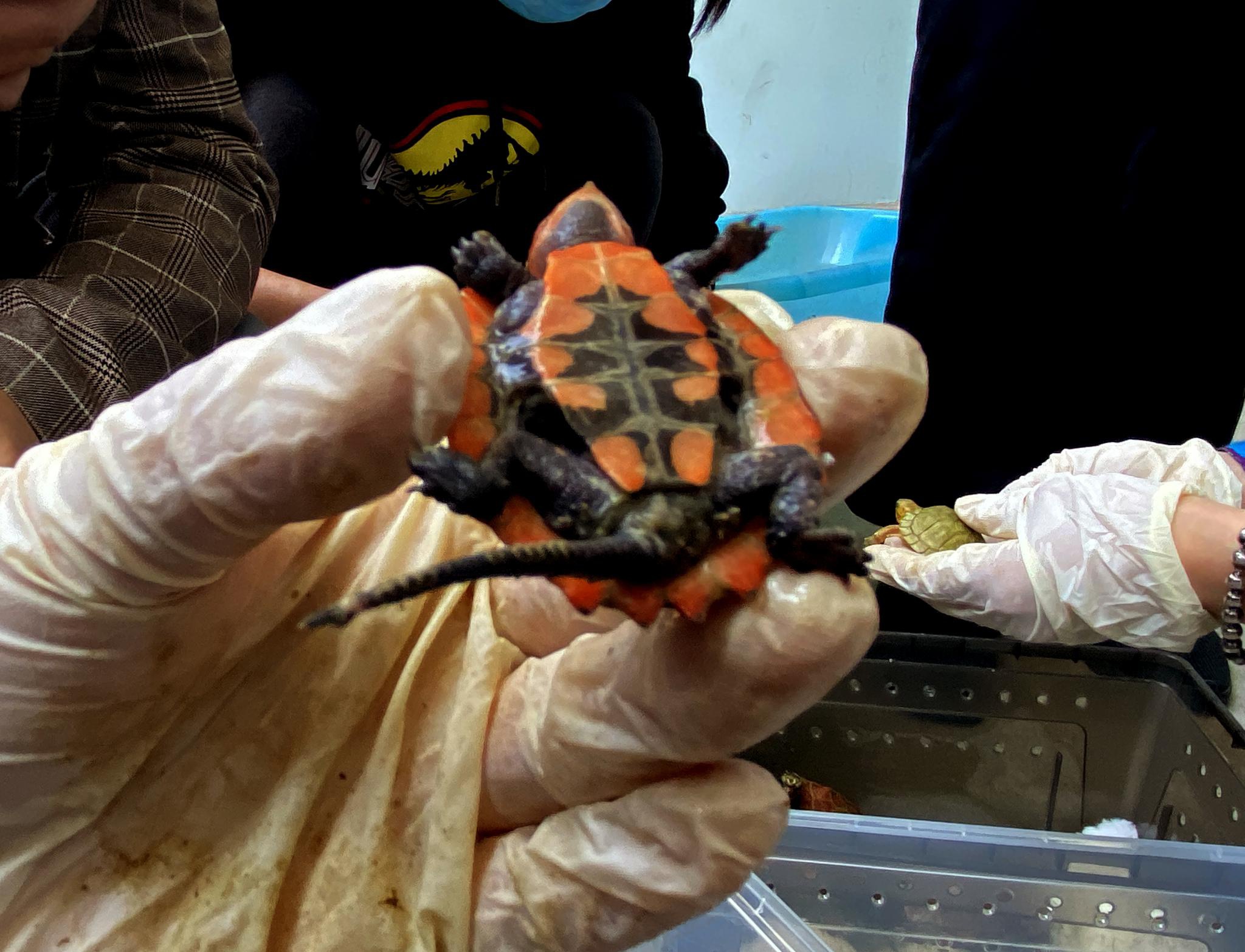 通过网络非法收购出售濒危野生动物35名嫌疑人被上海警方刑拘