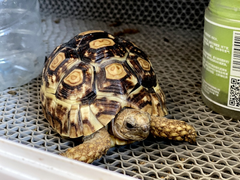 涉及龟类,鹦鹉类等多个物种野生动物的交易信息,其中不乏有印度星龟