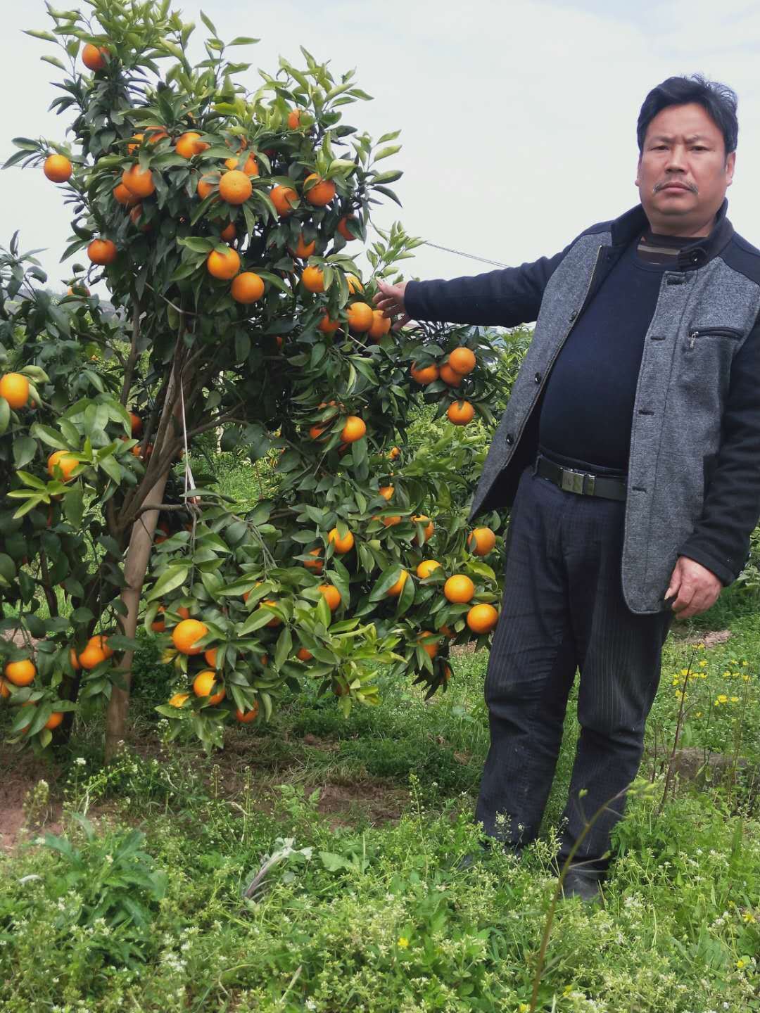 中国电信带货 观音桥村两万斤甜橙销售一空