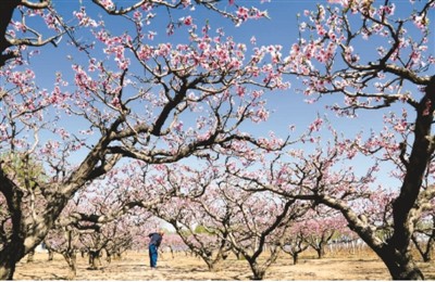 永清县后奕镇石各庄村桃园