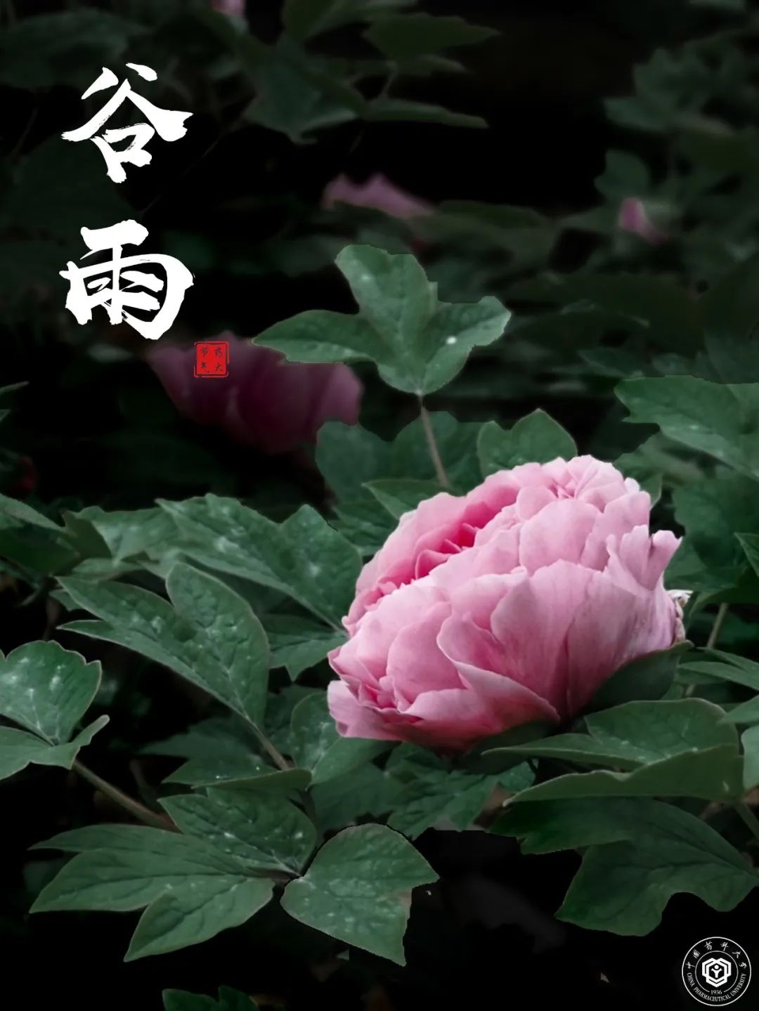 润物无声谷雨春,牡丹吐蕊迎芳芬