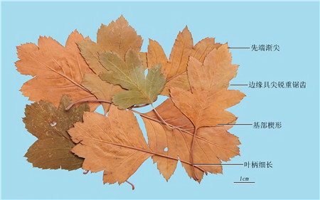 【清风典历】凡治天下,必因人情