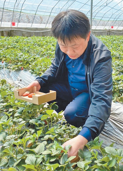 鲁鸿平正在草莓大棚进行直播。