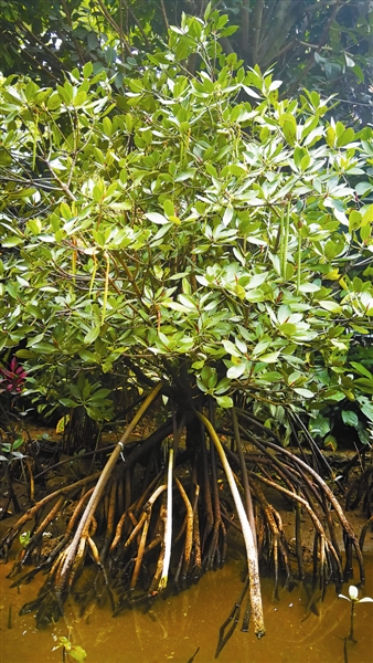 树木传奇红树林海岸线绿色卫士