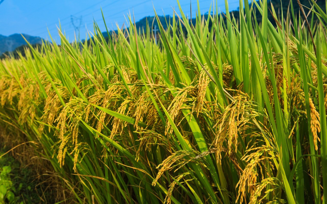 农业农村部压实责任分类施策全力以赴虫口夺粮保丰收