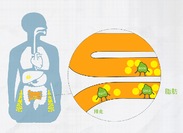 纤维即是肠道"清道夫"有助于清理肠道油腻和垃圾,还是益生菌的食物