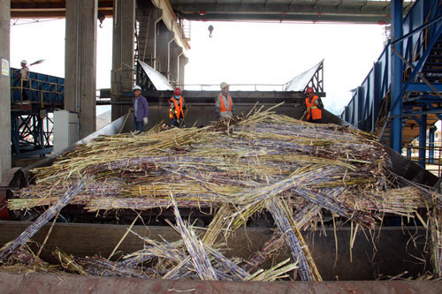 云南已有19家糖厂收榨售价同比上年高270元