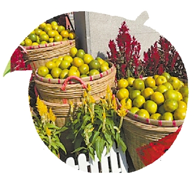 新会陈皮产区排名_新会陈皮|千亩柑源产区开放预售(2)