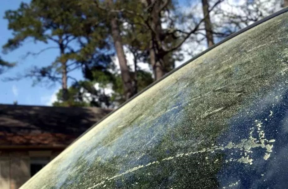 让花粉过敏者痛不欲生的 其实是那些看似没花的植物 手机新浪网 让花粉过敏者痛不欲生的 其实是那些看似没花的植物 手机新浪网