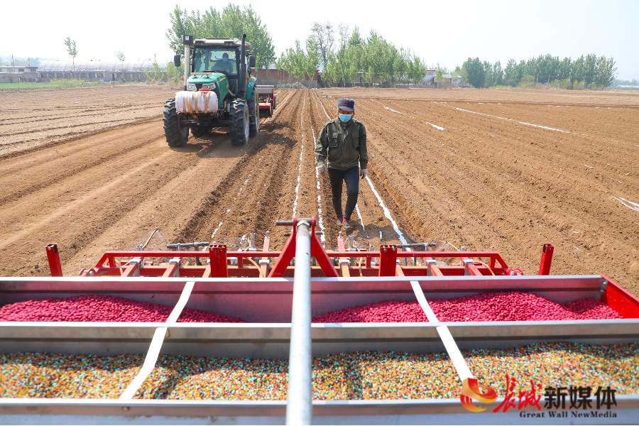 唐山丰润播种花生