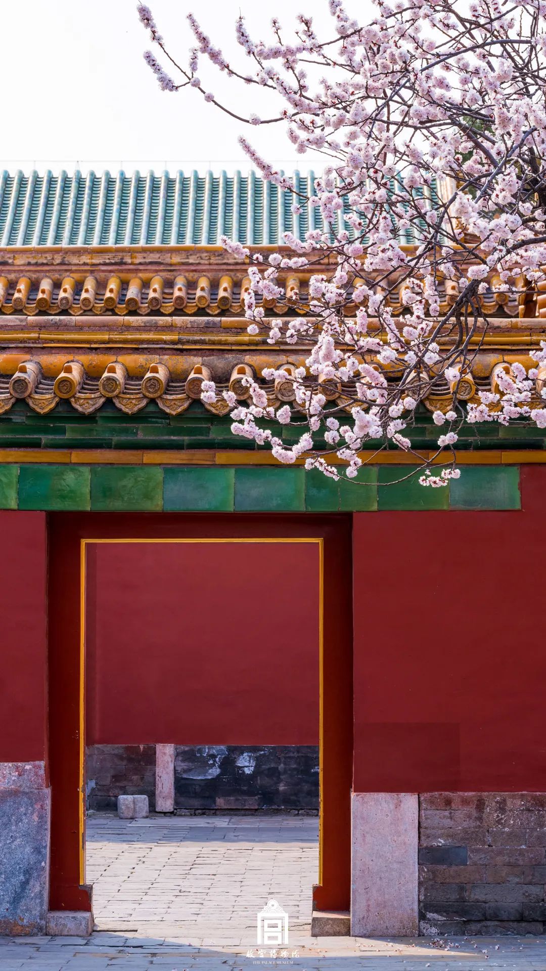 故宫重新开放这一季错过的春色统统还给你